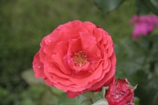173.jpg