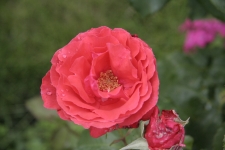 174.jpg