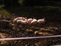 DSC03053.JPG